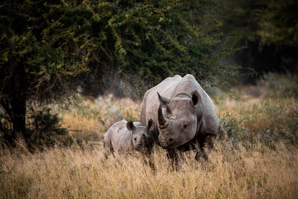 Voyage de noces en hiver rhinocéros dans le parc Kruger