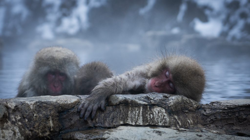 Macaques en baignade dans ses sources chaudes à Jigokudani