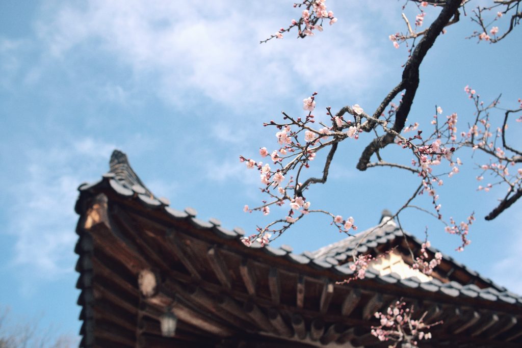 Voyage de noces en avril - Branche de cerisiers devant temple coréen
