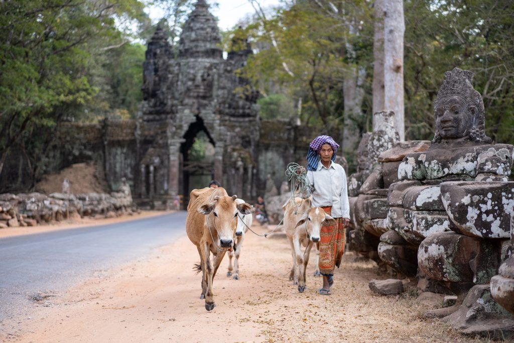 Voyage de noces petit budget au Cambodge - Femme promenant ses vaches à Angkor Thom