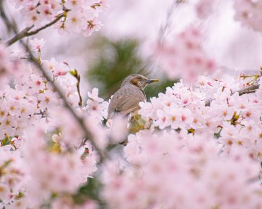 Voyage de noces au printemps - Oiseau dans un cerisier en fleurs
