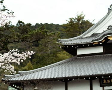 Séjour romantique au Japon - Branche de pruniers devant temple japonais