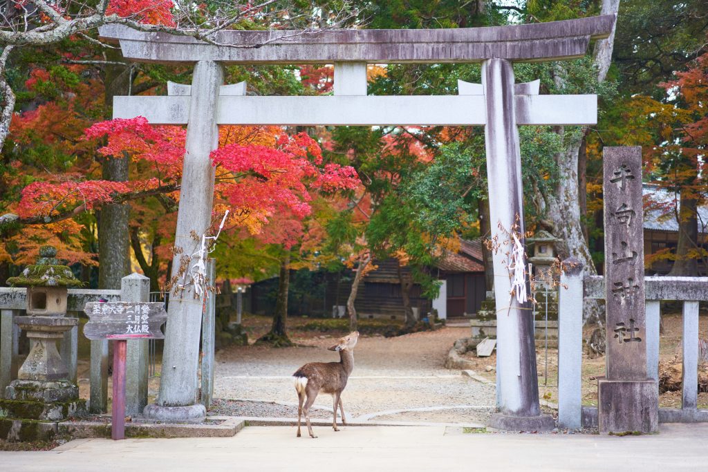Séjour romantique au Japon - Daim en-dessous d'un portique du parc de Nara